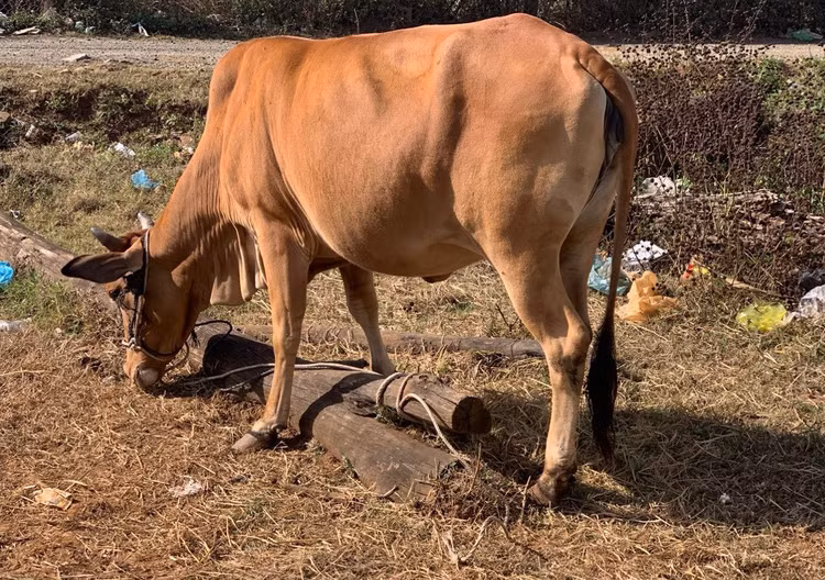Một con trâu bị Hoàng Văn Nghĩa bắt trộm được thu hồi. Ảnh: CACC