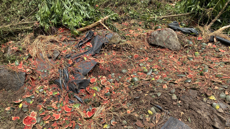 Toàn bộ lượng dưa hấu trong xe bị hư hỏng, dập nát. Ảnh: Lao Động