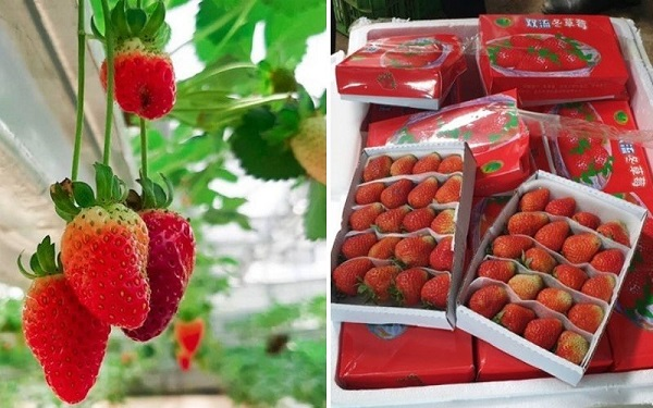 Dâu tây Đà Lạt (bên trái) có hình dáng không đồng đều, to vừa phải còn dâu tây Trung Quốc (bên phải) khá đồng đều, to và đẹp.