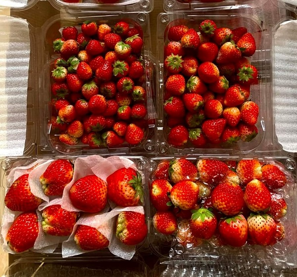 Những hộp dâu tây “siêu rẻ” được bày bán tràn lan