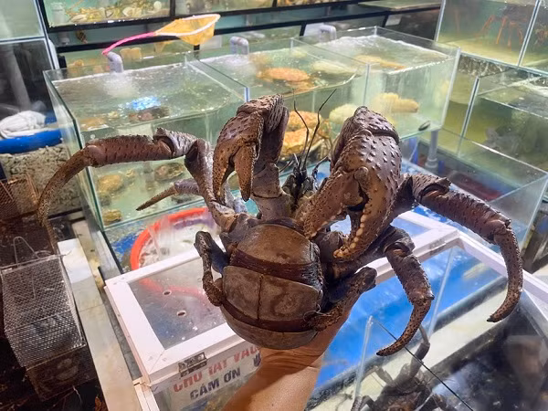 Một con cua dừa nặng gần 2 kg, có giá 6 - 7 triệu đồng/kg. Ảnh: NVCC.