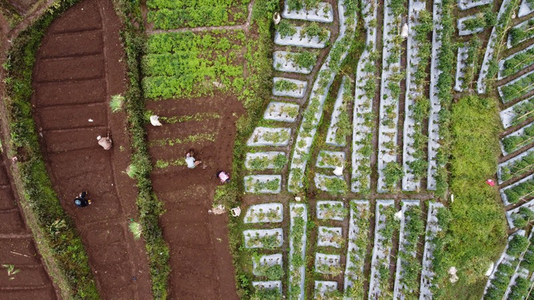 Indonesia áp dụng nhiều chế độ sở hữu khác nhau với đất đai. Ảnh: The Jakarta Post.