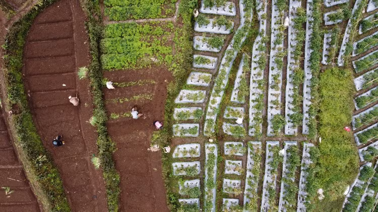 Indonesia áp dụng nhiều chế độ sở hữu khác nhau với đất đai. Ảnh: The Jakarta Post. Indonesia áp dụng nhiều chế độ sở hữu khác nhau với đất đai. Ảnh: The Jakarta Post.