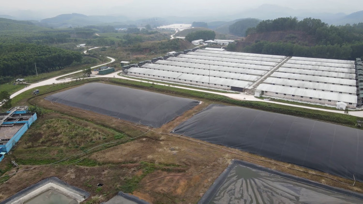 Trang trại nuôi lợn của Công ty TNHH chăn nuôi Sơn Động. (Ảnh: Khương Lực).