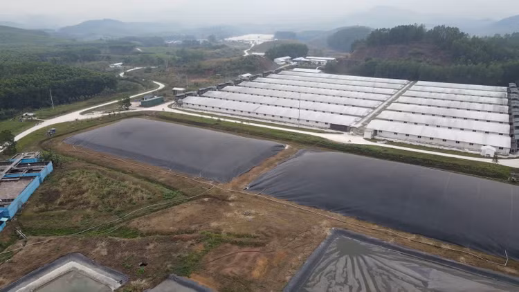 Trang trại nuôi lợn của Công ty TNHH chăn nuôi Sơn Động. (Ảnh: Khương Lực).