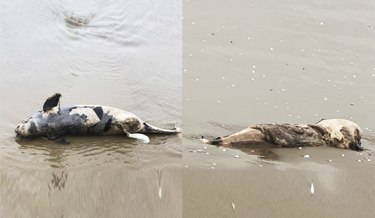 Xác cá voi đang trong quá trình phân hủy trôi dạt vào bờ biển xã Cương Gián vào ngày 26 và 28/3. Ảnh baohatinh
