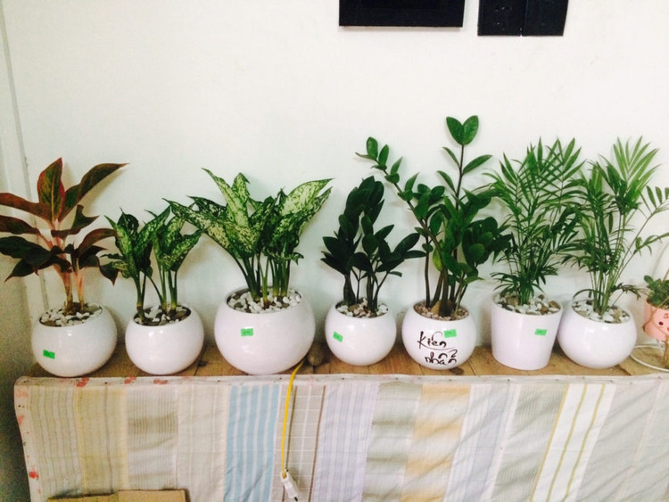 Chậu cây để bàn – Quà tặng ngày Thầy thuốc ý nghĩa