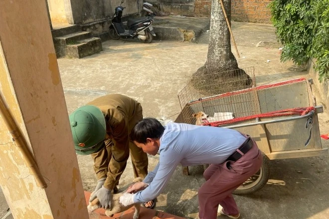 Hà Nội tăng cường giám sát bệnh dại sau ổ dịch mới trên chó