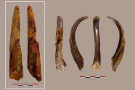 Soi công cụ bằng gỗ cổ nhất của người Neanderthal 