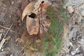 Ngôi mộ cổ 2.000 năm ở Mexico hé lộ xác ướp vẹt kỳ lạ nhất thế giới