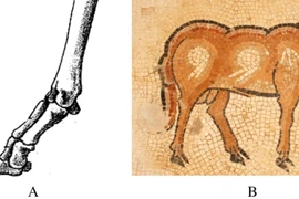 Phát hiện ngôi mộ cổ 3.000 năm tại Iran với chiếc hộp kỳ lạ chứa chân dê