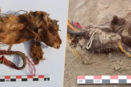 Khám phá mới về lễ hiến tế chuột lang của người Inca cổ đại