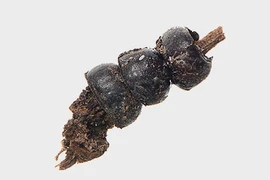 Kinh ngạc chiếc vòng cổ làm từ bọ cánh cứng trong mộ nghìn năm 