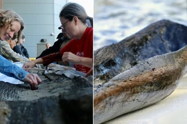 Khám phá di vật gỗ cổ hơn 5.200 năm dưới đáy hồ Mendota