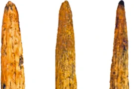 Phát hiện mũi giáo xương 80.000 năm tuổi của người Neanderthal tại Nga