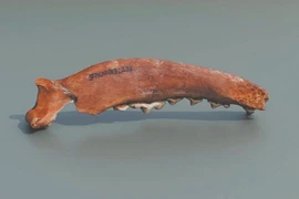 Khám phá lịch sử qua hài cốt động vật cổ đại Trung Quốc