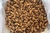 Săn xác ve sầu gần 2 triệu/kg, dân Gia Lai đổ xô vào rừng