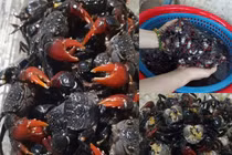 Cáy mật mùa hè Nam Định: Đặc sản tự nhiên hấp dẫn thực khách