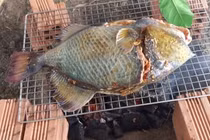 Loài cá xưa không ai biết, nay nửa triệu đồng/kg vẫn khó mua