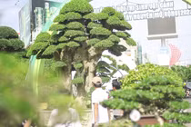 Chiêm ngưỡng "cụ" duối đại gia trả 23 tỷ chủ không bán