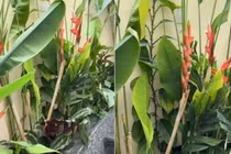 Nghệ sĩ Việt Hương khoe vườn biệt thự xanh mướt, tràn ngập sắc hoa