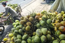 Thị trường dừa phục hồi, giá tăng gấp đôi sau thời gian khó khăn
