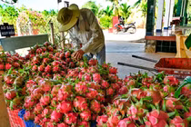 Giá thanh long giảm sâu, nông dân đối mặt lỗ nặng
