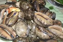 Loài ốc xưa không ai ăn nay 150.000 đồng/kg hút khách 