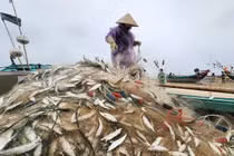 Ngư dân Hà Tĩnh trúng đậm cá trích đầu năm 