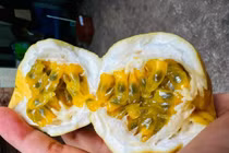 Nhu cầu tăng cao, giá chanh dây vàng lên tới 150.000 đồng/kg