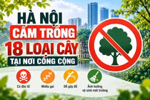 [INFOGRAPHIC] Danh sách 18 loại cây Hà Nội cấm trồng tại nơi công cộng