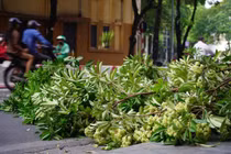 Hà Nội bắt đầu cắt tỉa hoa sữa để giảm mùi hương gây khó chịu