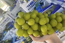 Nho sữa giá rẻ tràn ngập chợ Việt Nam gây bất ngờ