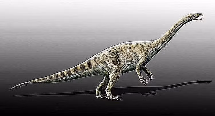 Là khủng long ăn cỏ thuộc nhóm sauropodomorph nguyên thủy. Seitaad thuộc nhóm khủng long cổ dài sơ khai, tổ tiên xa của các loài khổng lồ như Brachiosaurus hay Diplodocus, nhưng kích thước khiêm tốn hơn rất nhiều. Ảnh: thoughtco.com.