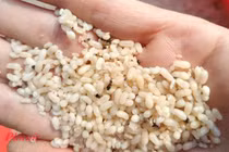 Người phụ nữ nhập viện do sốc phản vệ sau khi ăn trứng kiến