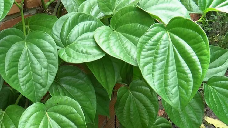 Lá trầu không có vị cay, thơm, nồng, tính ấm, tác dụng tiêu viêm, sát khuẩn, khu phong. Ảnh minh hoạ/Nguồn Internet