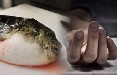 Biểu hiện ngộ độc cá nóc thường xảy ra nhanh chóng sau khi ăn cá nóc còn độc tố. Ảnh minh họa/Internet