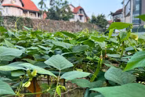 Mục sở thị biệt thự của “Hoa hậu bí ẩn nhất Việt Nam“