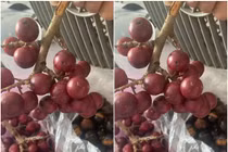 3 loại quả “đắt như tôm tươi“, xưa rụng đầy gốc không ai thèm nhặt