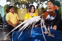Kinh ngạc những chú gà chọi tiền tỷ, đại gia mê mẩn