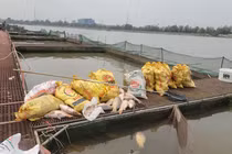 Cá lồng chết hàng loạt trên sông Thái Bình 
