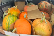 Người dân chi hàng triệu đồng mua bí ngô chuẩn bị Halloween