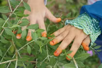 Tò mò tục nhuộm móng trừ tà dịp Tết Đoan Ngọ