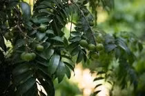 Quả sấu có nhiều lợi ích với sức khoẻ
