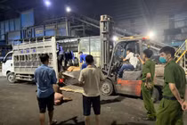 Kinh hoàng 1 tấn thịt lợn chết đang vận chuyển đi tiêu thụ 