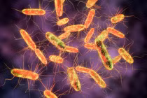 Vụ ngộ độc bánh mì ở Đồng Tháp: 290 ca mắc liên quan đến Salmonella