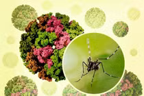 Hà Nội triển khai các biện pháp tăng cường phòng chống dịch bệnh chikungunya