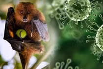 Hà Nội tăng cường kiểm dịch phòng chống virus Nipah