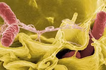 Thực phẩm nhiễm khuẩn Salmonella nguy hiểm thế nào?