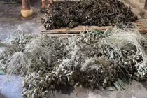 Phát hiện sử dụng hàn the trong bánh ú tro dịp Tết Đoan Ngọ tại Đà Nẵng